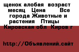 щенок алобая .возраст 1 месяц › Цена ­ 7 - Все города Животные и растения » Птицы   . Кировская обл.,Киров г.